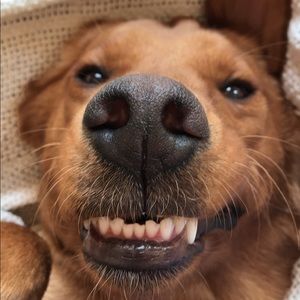 Meet your Posher, Bailey